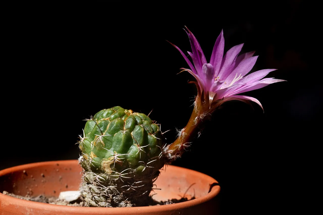 Lobivia Wrightiana flower 2021 5.jpg