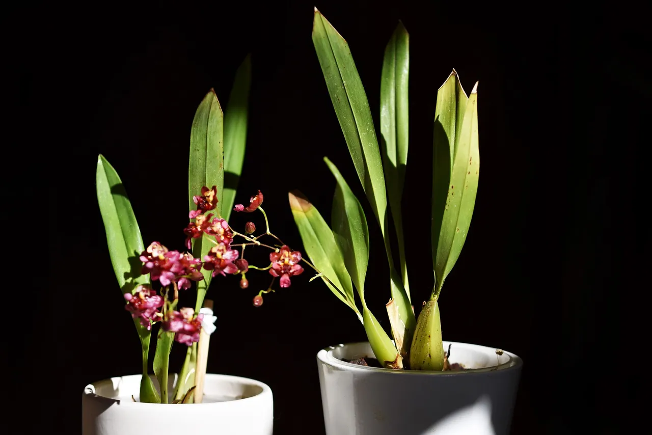 Oncidium Twinkle booms 2023 7.jpg