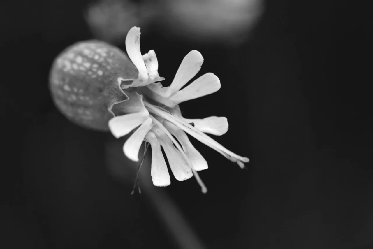 Silene wildflower bw 6.jpg