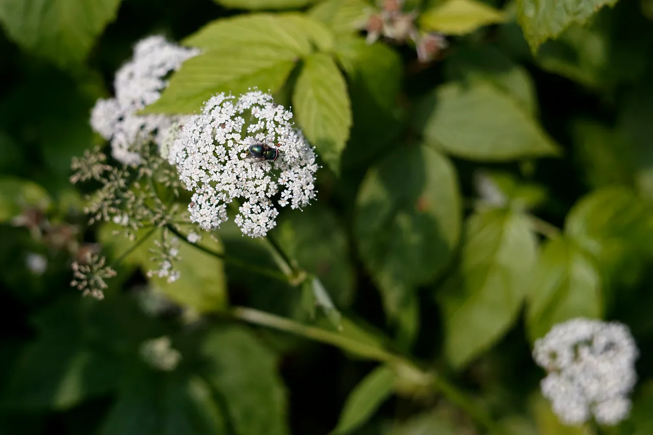 bee crab spider garden 3.jpg