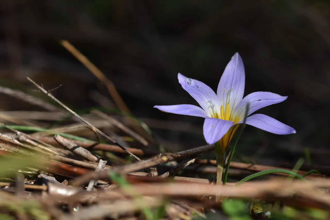 Romulea bulbocodium crocus 7.jpg