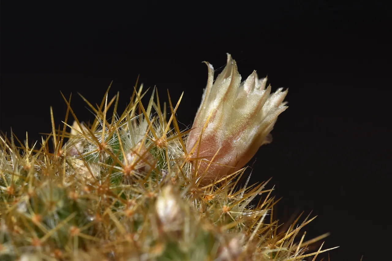 Green mammillaria prolifera 2021 1.jpg