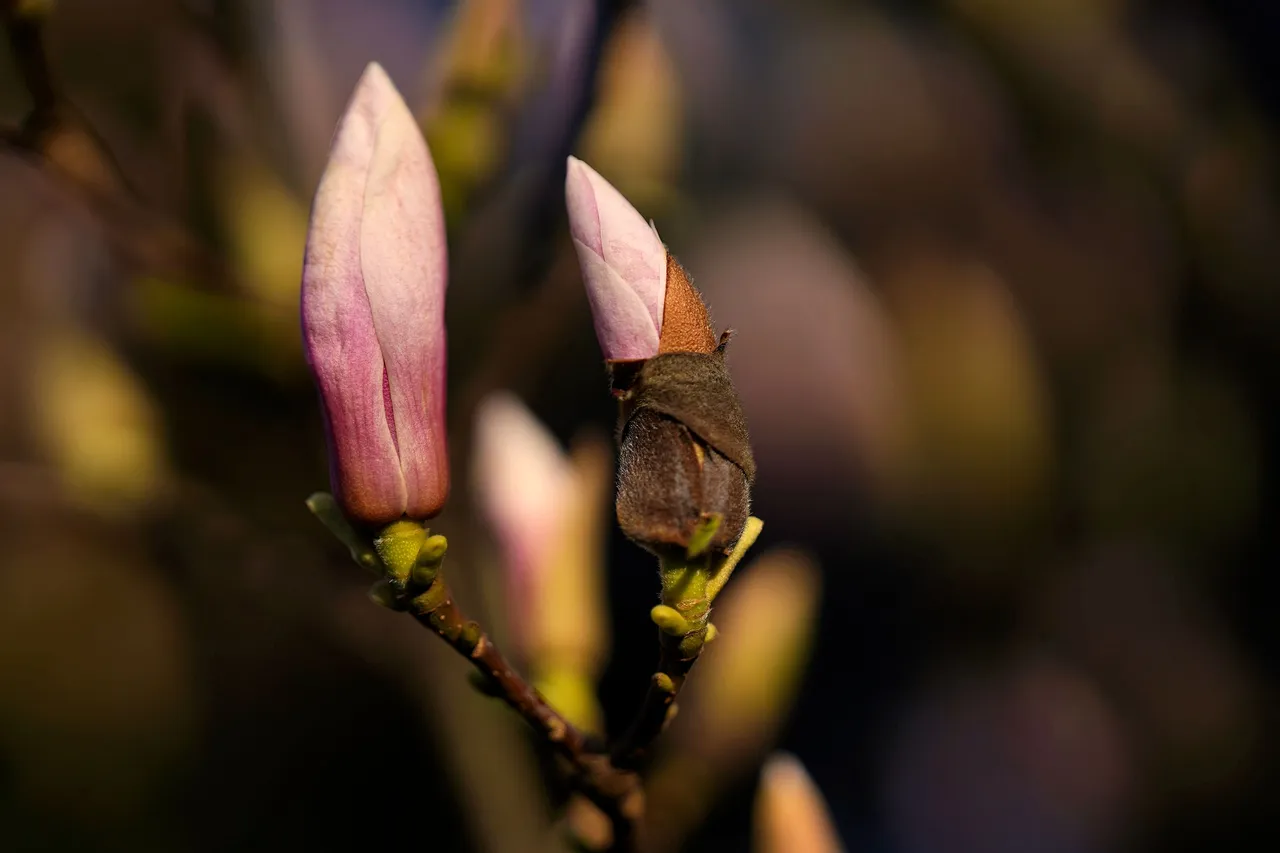 magnolia buds Samyang AF 135mm 8.jpg