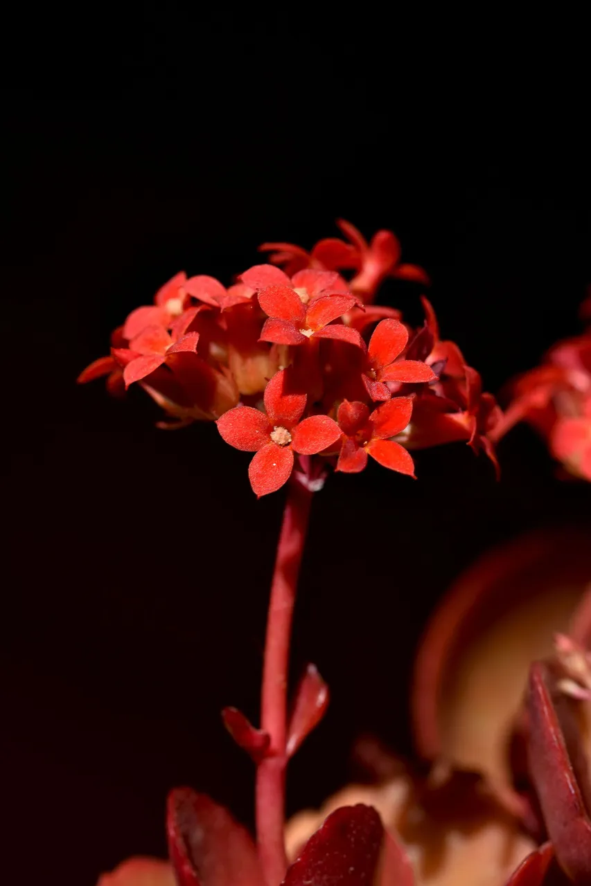 kalanchoe blossfeldiana 2023 8.jpg