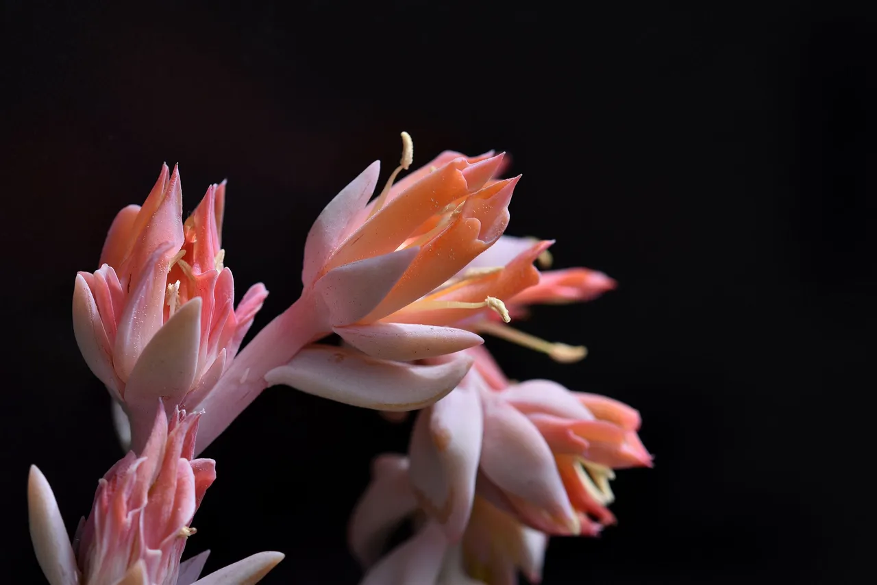 Echeveria runyonii topsy turvy 2022 flowers 15.jpg