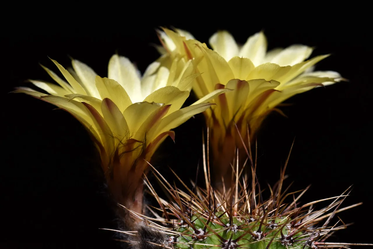 Yellow lobivia no ID thorns 3.jpg