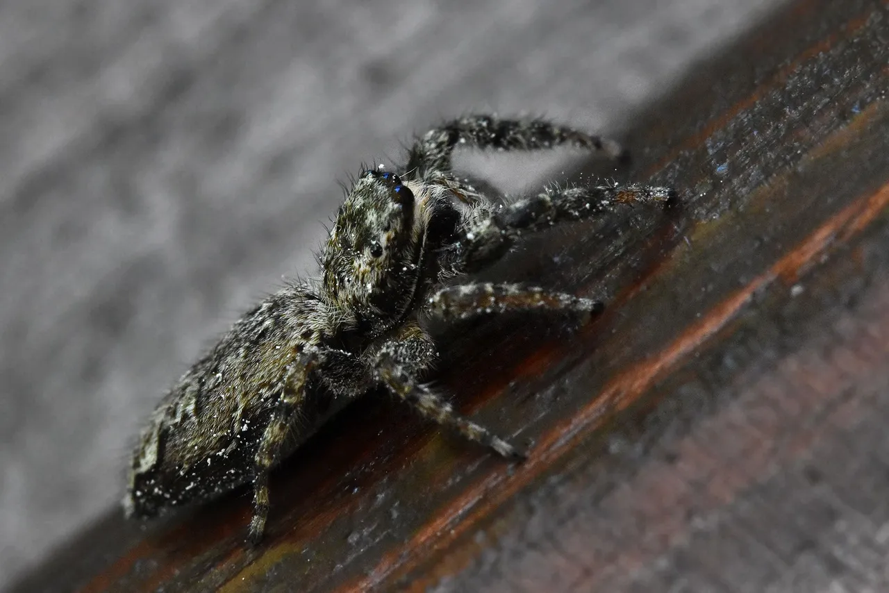 Jumping spider pl  5.jpg