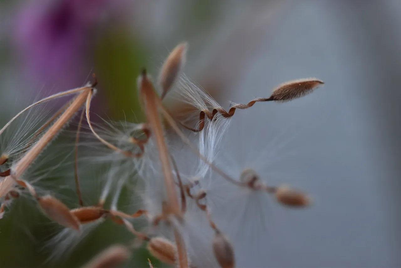 Pelargonium seeds 5.jpg