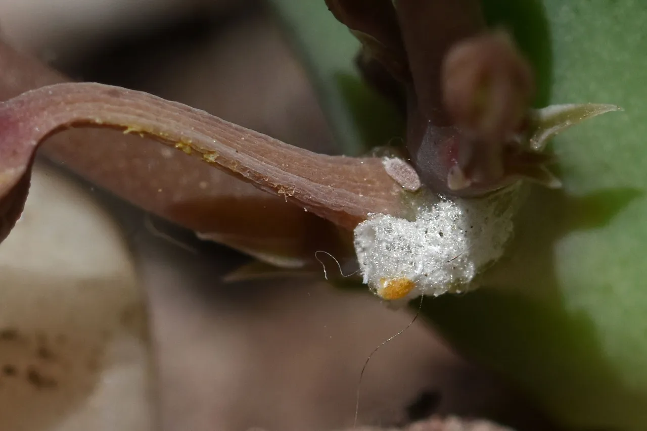 Huernia thuretii flower 2024 11.jpg