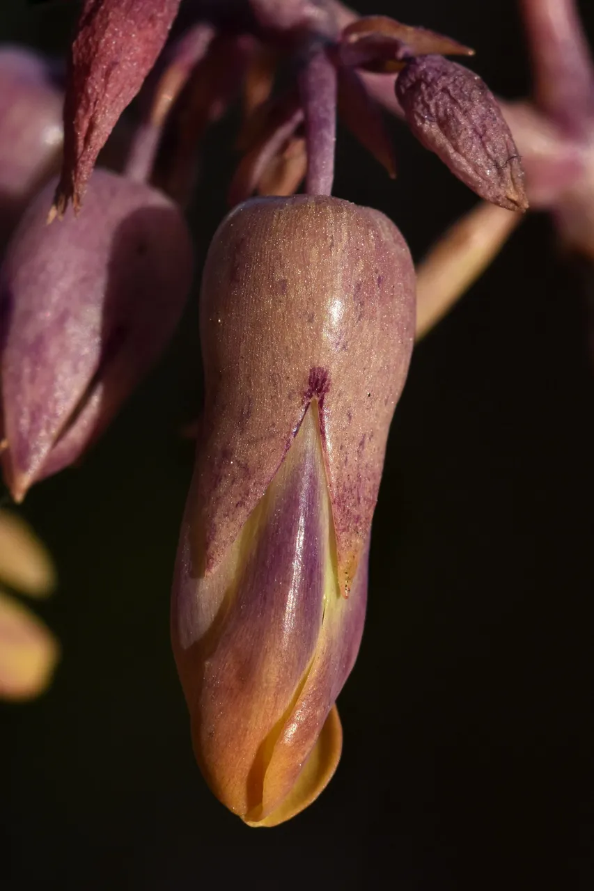 kalanchoe daigremontiana flower macro 2.jpg