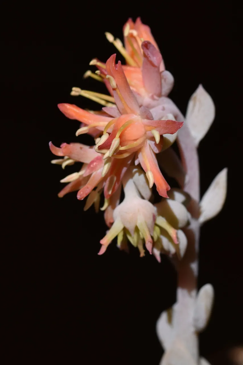 Echeveria runyonii Topsy Turvy flower  3.jpg