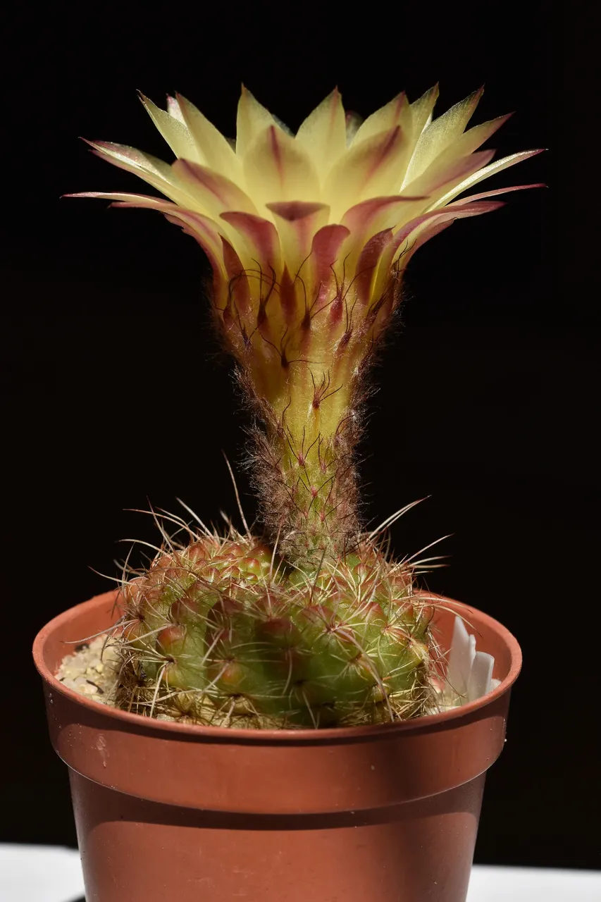 Notocactus Rubrigemmatus 2022 2.jpg