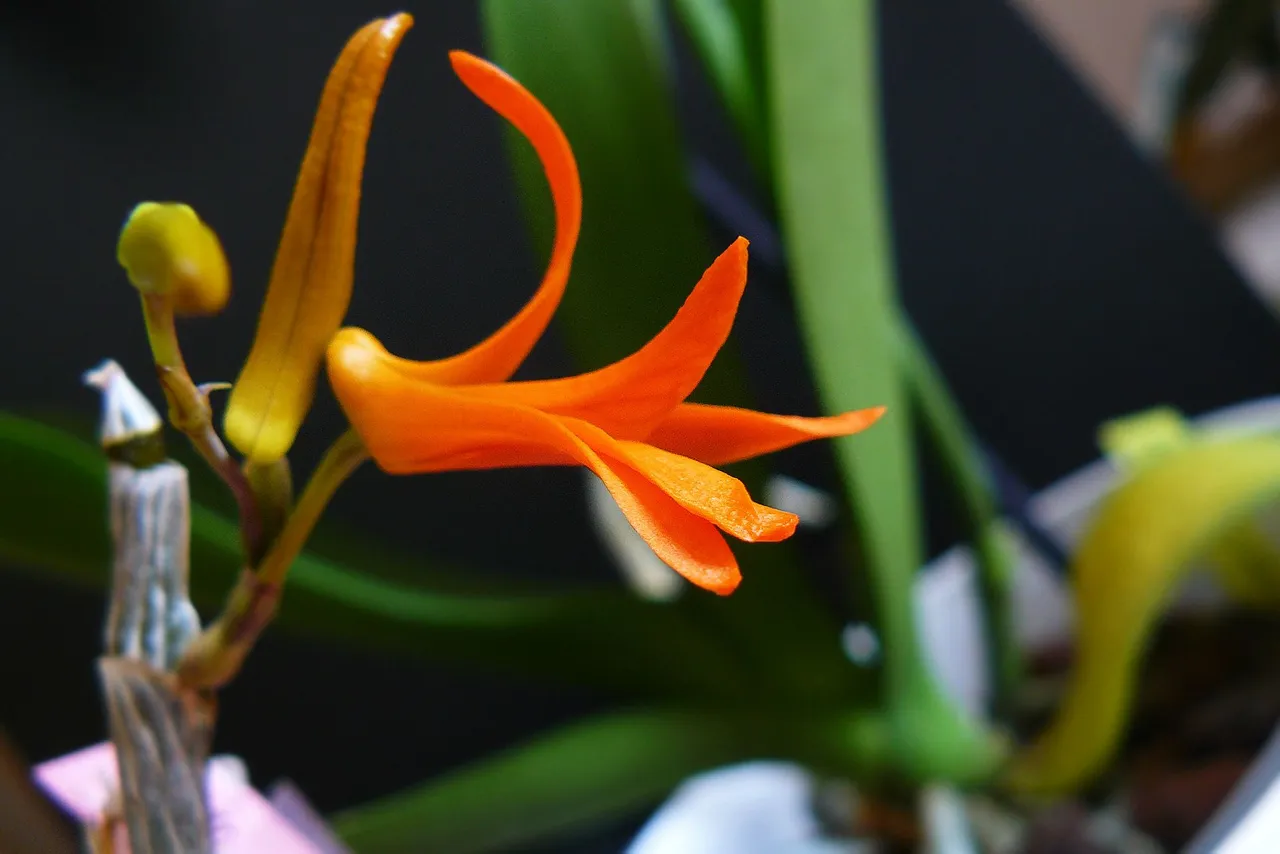 dendrobium dicksonii flower 3.jpg