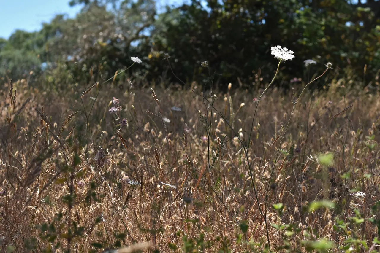 drystuff lawn 1.jpg