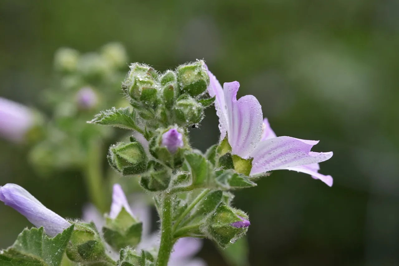 malva sylvestris 2.jpg