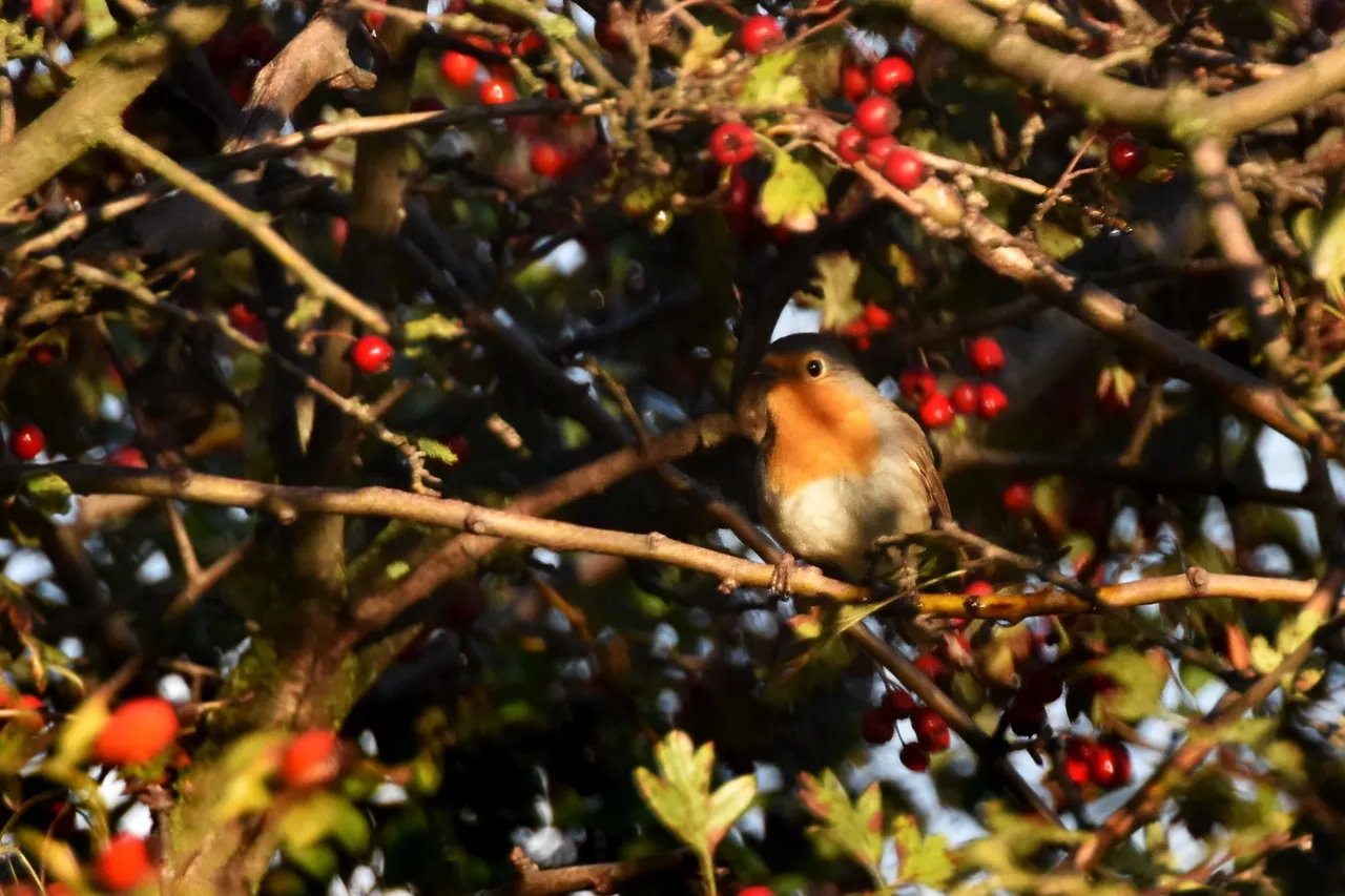 Robin Hawthorn tree pl 4.jpg