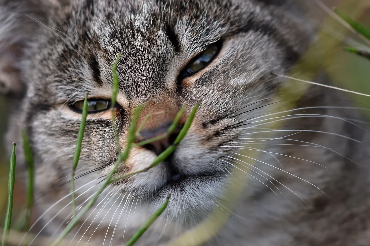 Tabby garden 11.jpg