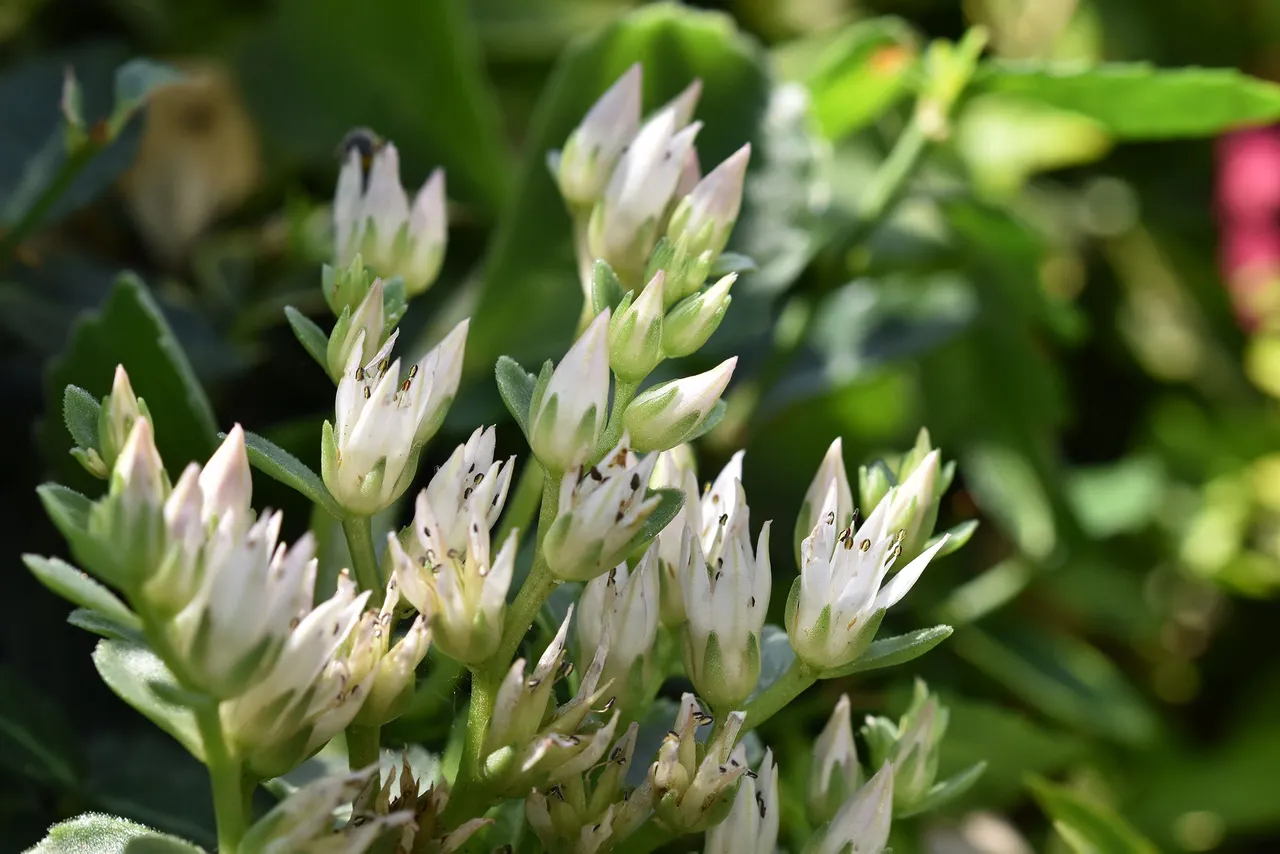 sedum spurium garden 5.jpg