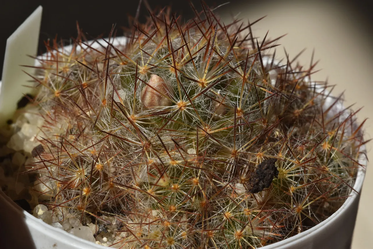 Mammillaria prolifera ginger buds.jpg