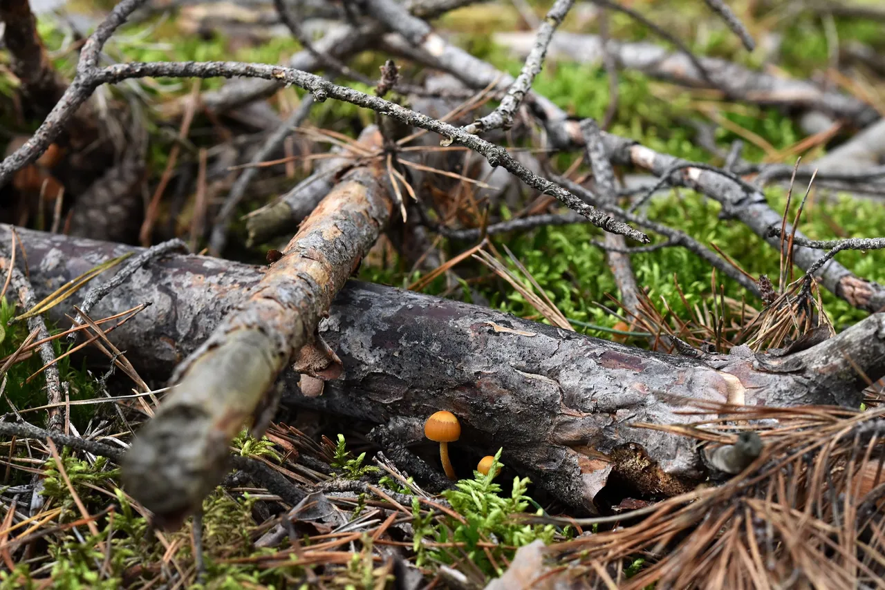 Tiny mushroom woods pl 9.jpg
