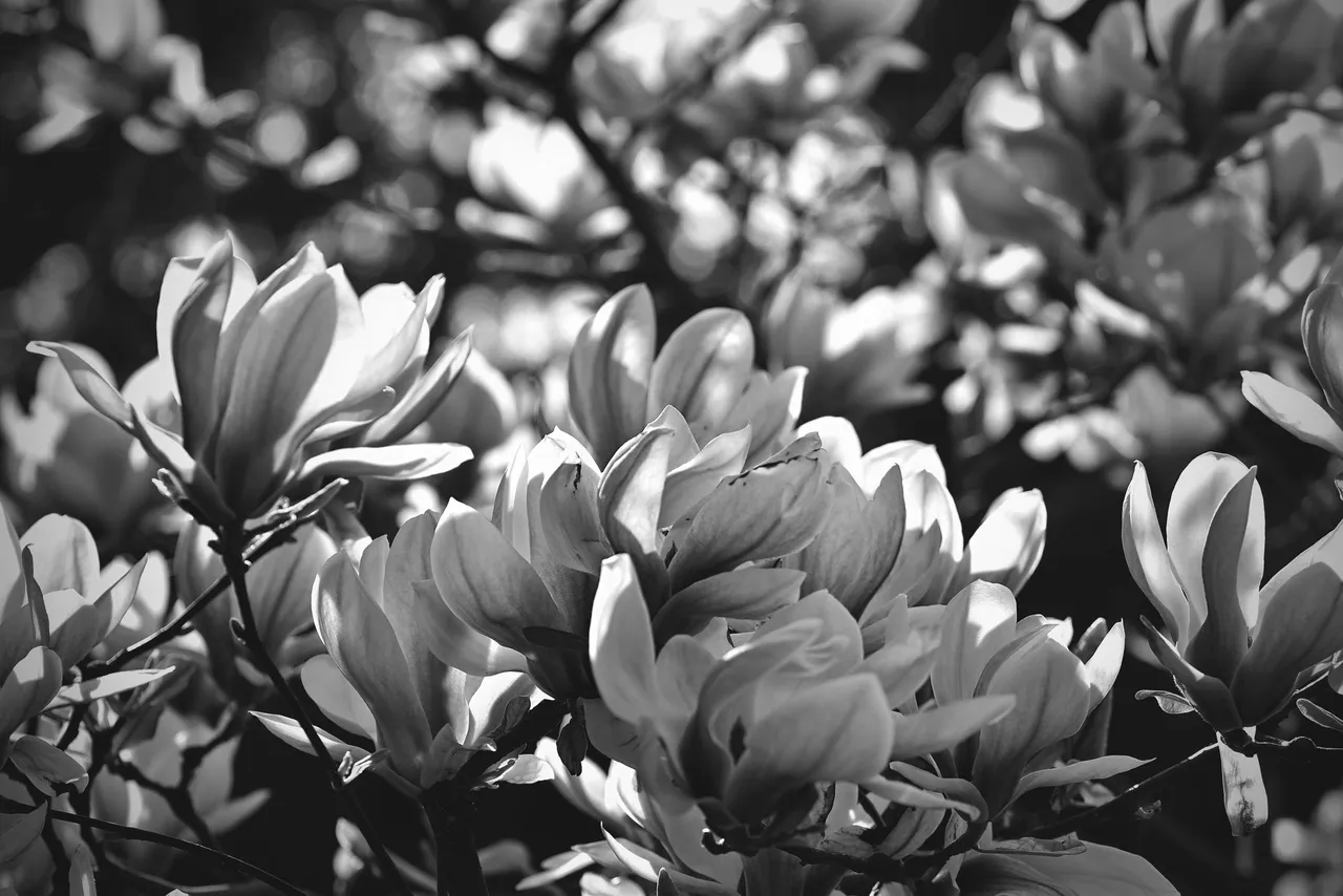 Magnolia flower bw 7.jpg