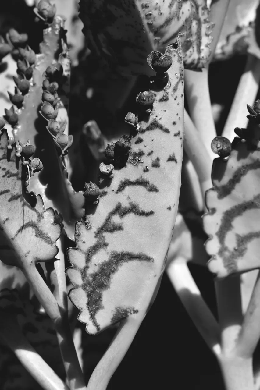 kalanchoe daigremontiana leaves bw 4.jpg