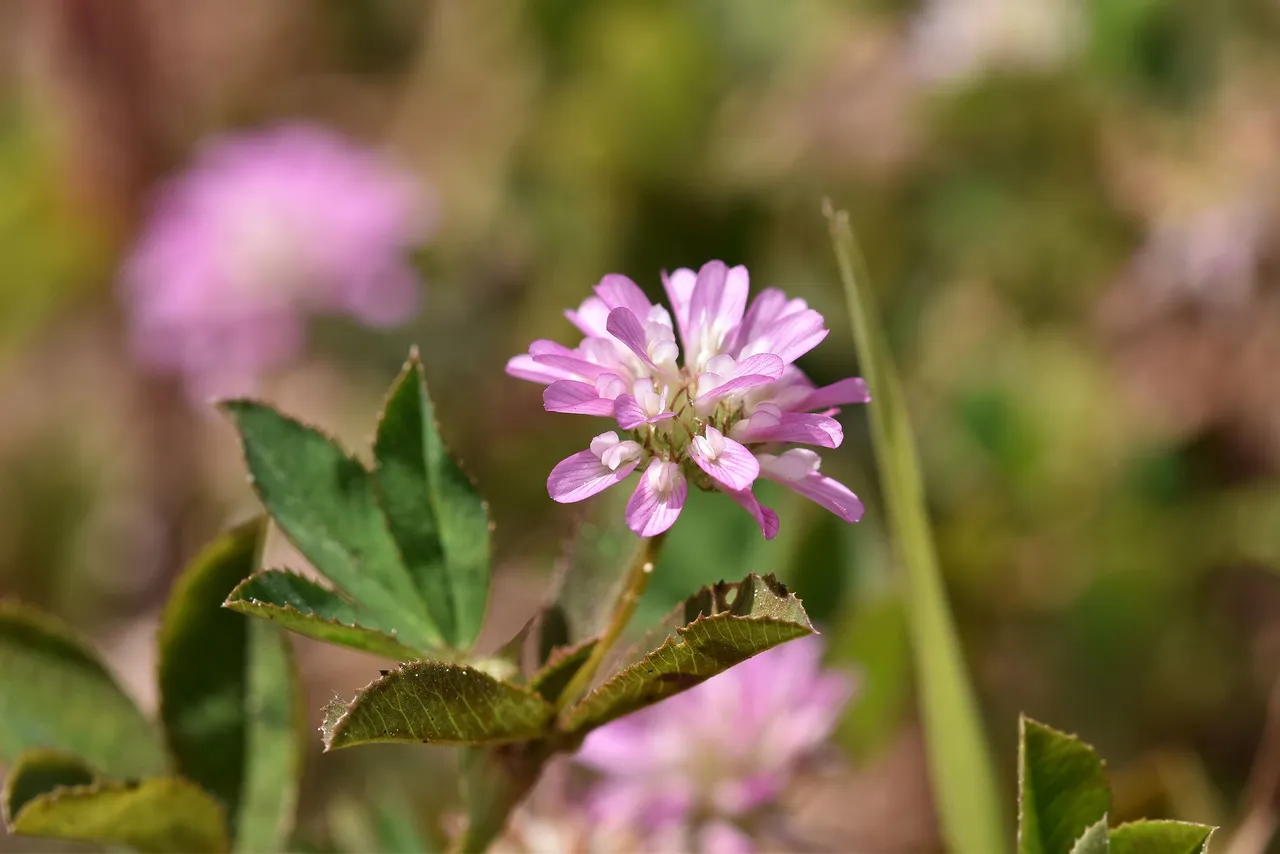 Trifolium tomentosum clover 2.jpg