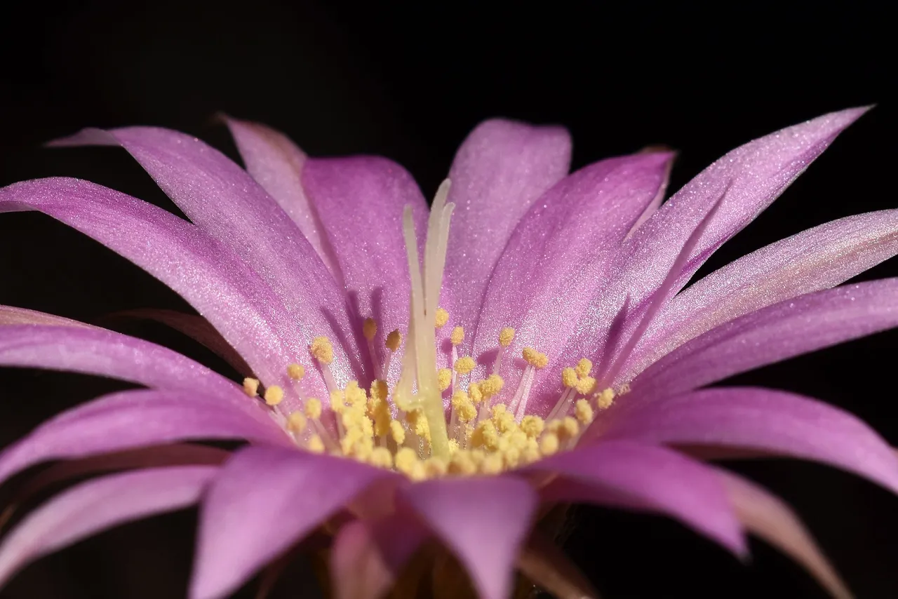 Lobivia Wrightiana flowers 2022 4.jpg