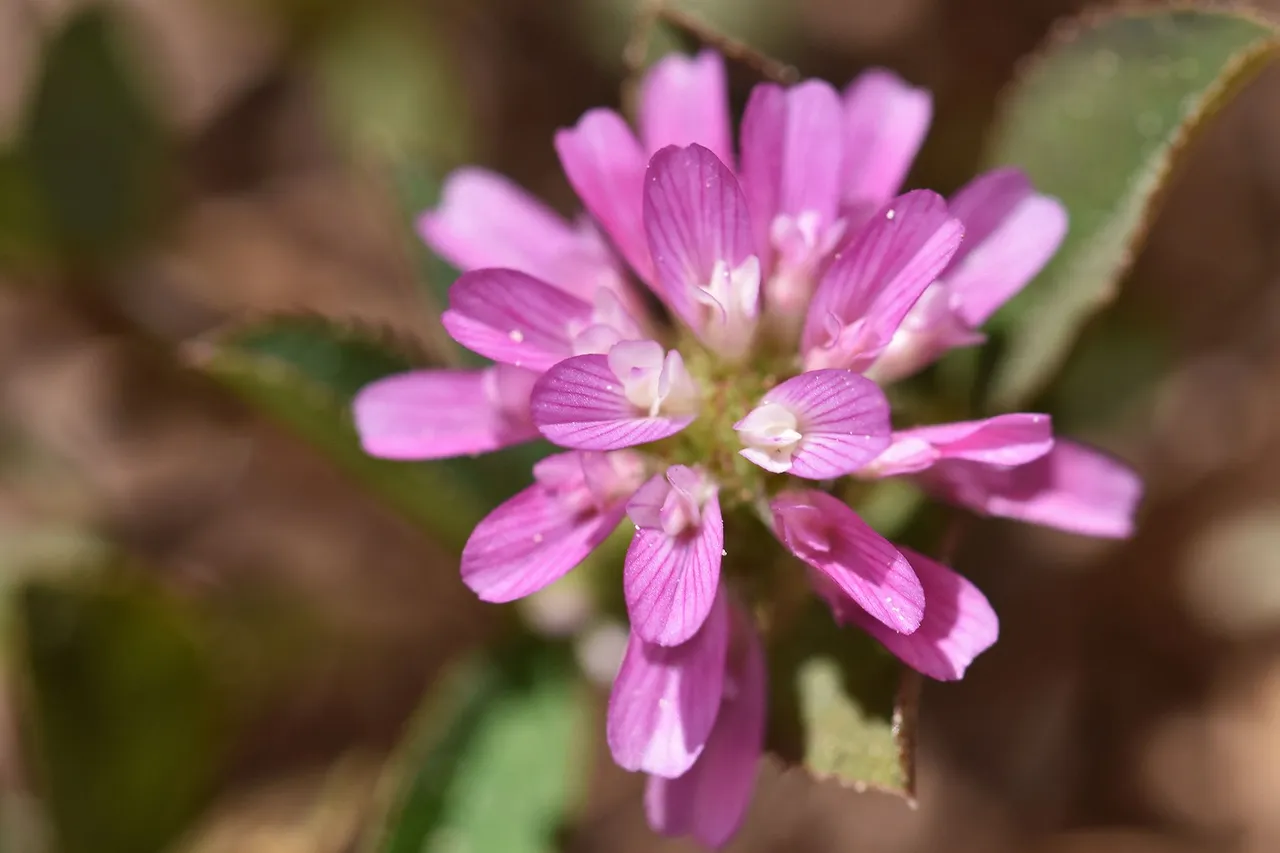 Trifolium tomentosum clover 1.jpg