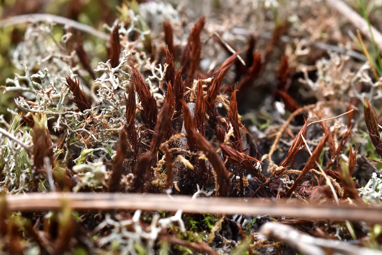 Cladonia rangiferina lichen moss 5.jpg