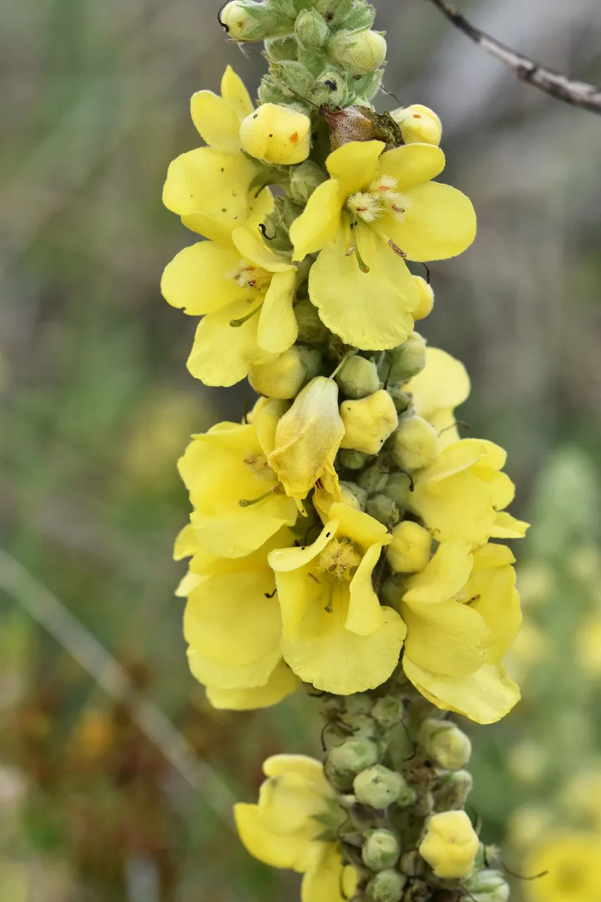 Verbascum wildflower pl 8.jpg