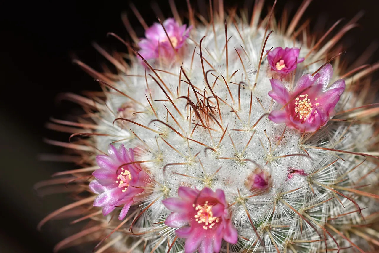 Mammillaria Bombycina 2025 6.jpg