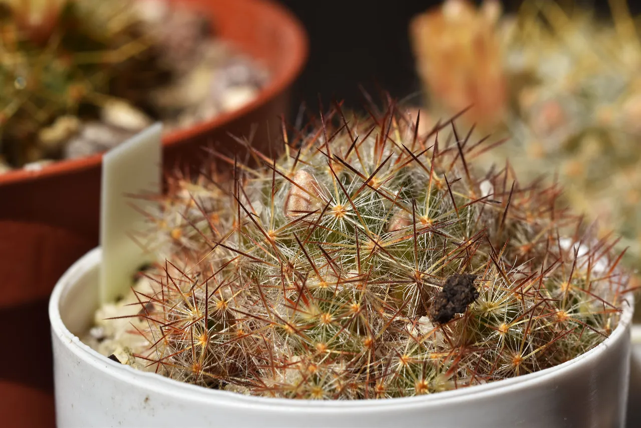 Mammillaria prolifera ginger 2.jpg