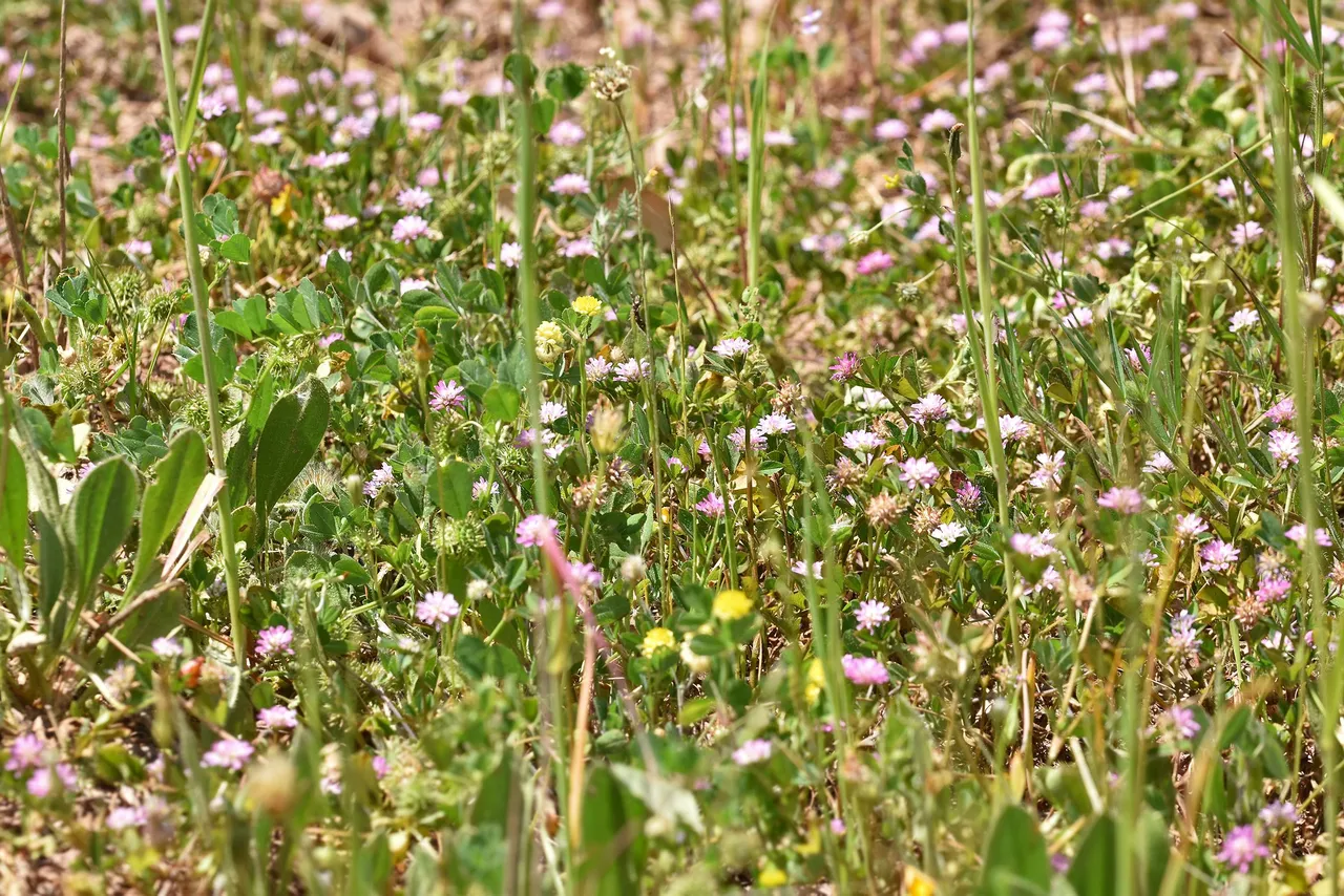 Trifolium tomentosum clover 6.jpg