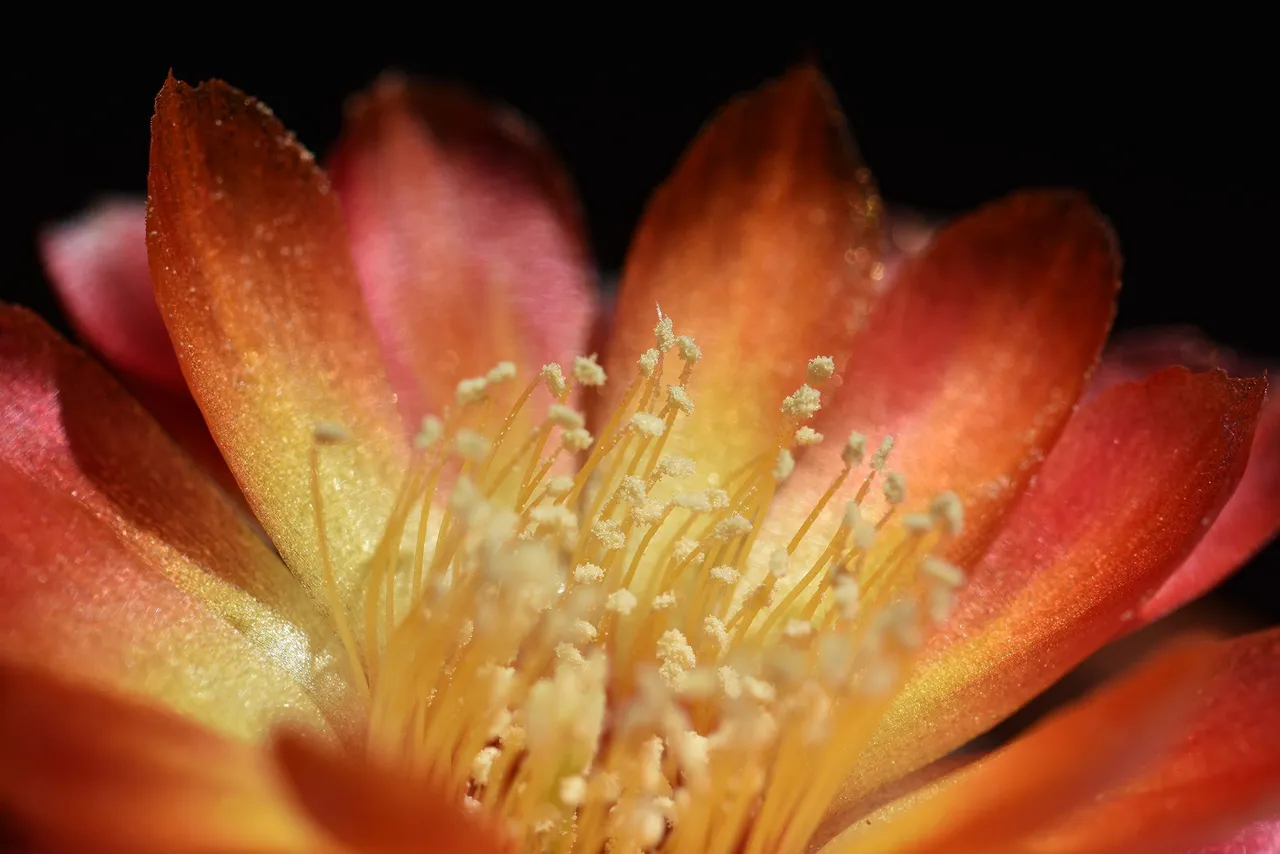Sulcorebutia Canigueralii 2021 5.jpg