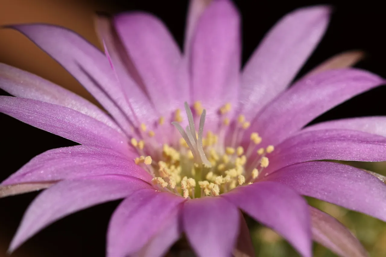 Lobivia Wrightiana flowers 2022 5.jpg