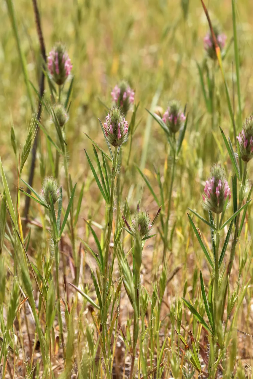 Trifolium angustifolium clover 3.jpg