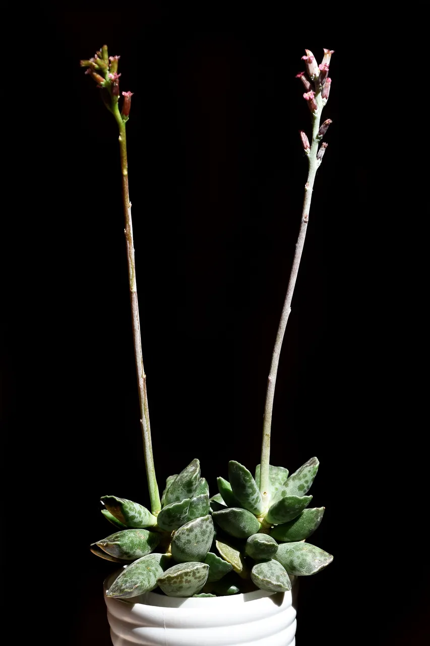 Adromischus cooperi flower 2022 1.jpg