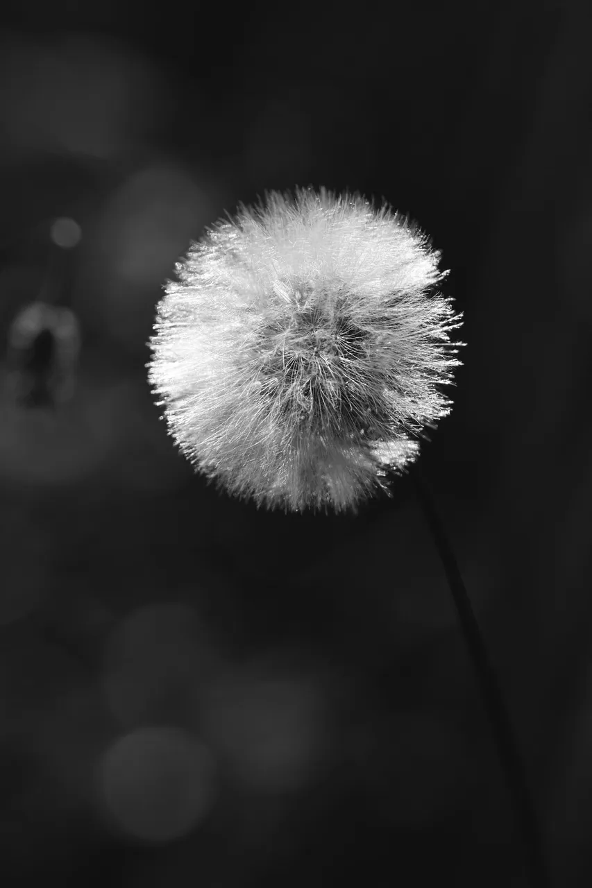 fluffy seeds bw 1.jpg