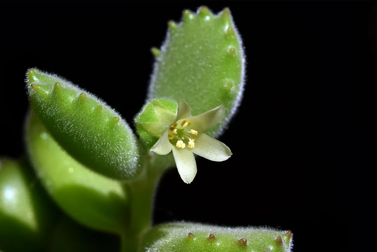 Cotyledon tomentosa flower 2021 3.jpg