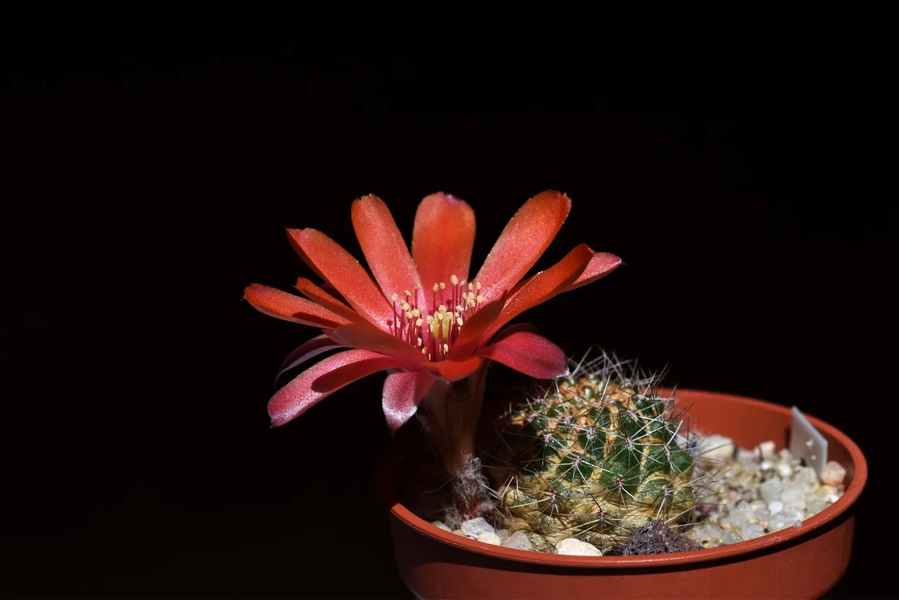 Mediolobivia atrovirens var. ritteri 2021 10.jpg