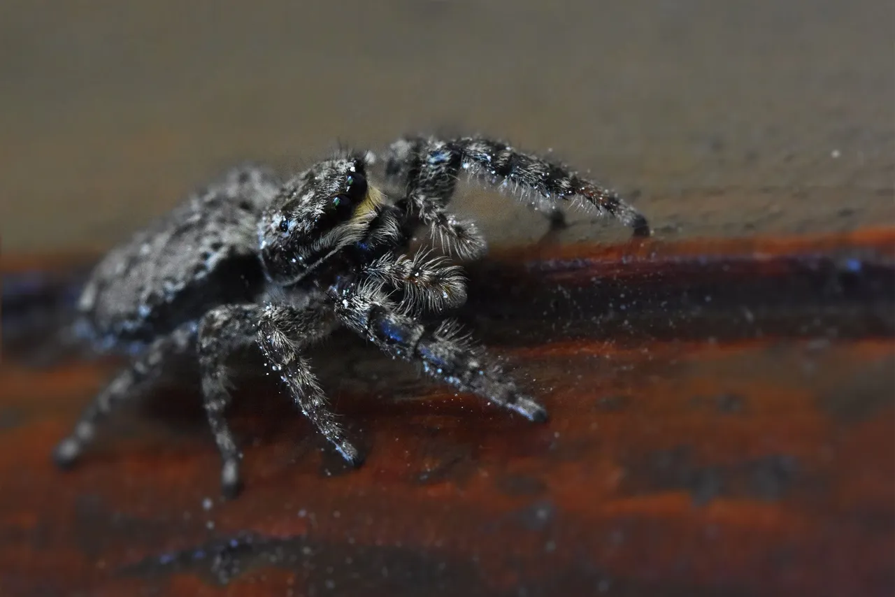 Jumping spider pl 10.jpg