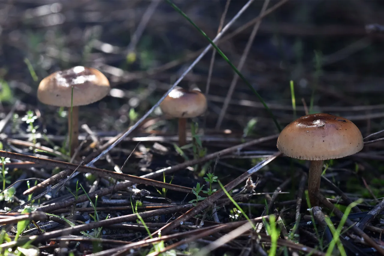 small mushrooms park 1.jpg