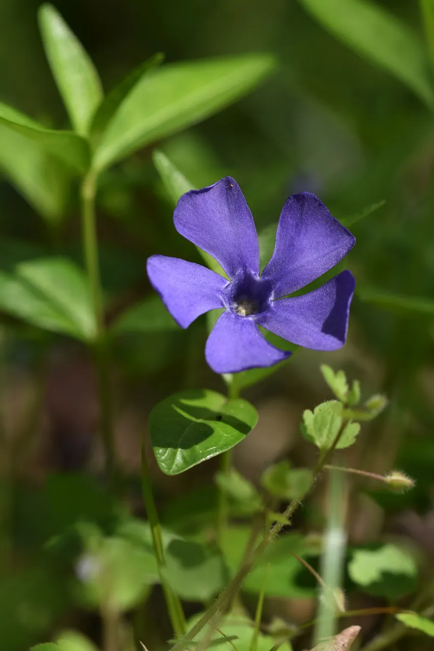 periwinkle orchard 3.jpg