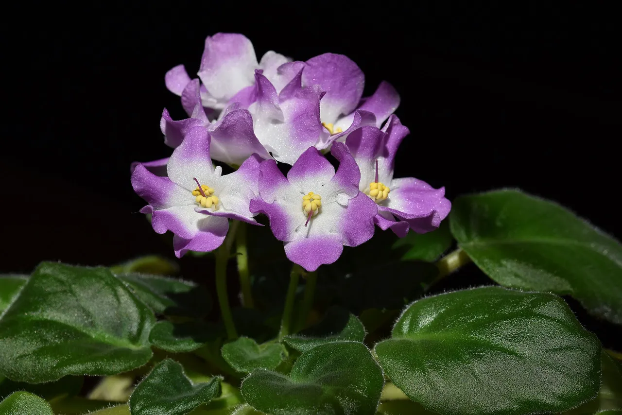 African Violet white-purple 2022 1.jpg