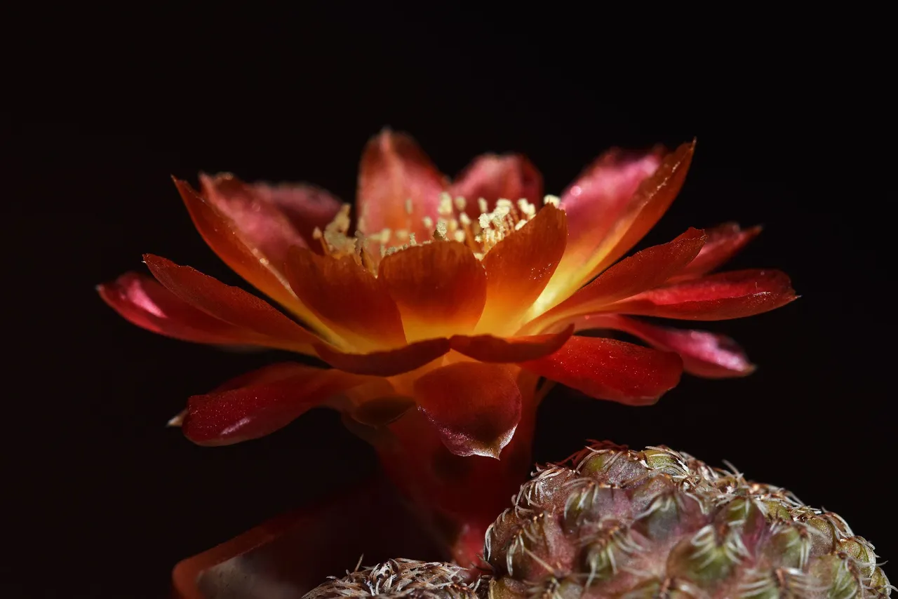 Sulcorebutia Canigueralii 2021 1.jpg
