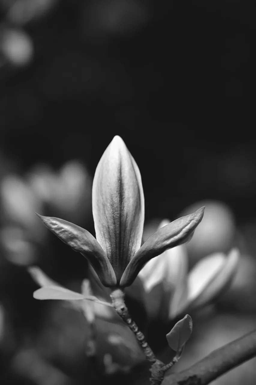 Magnolia flower bw 13.jpg