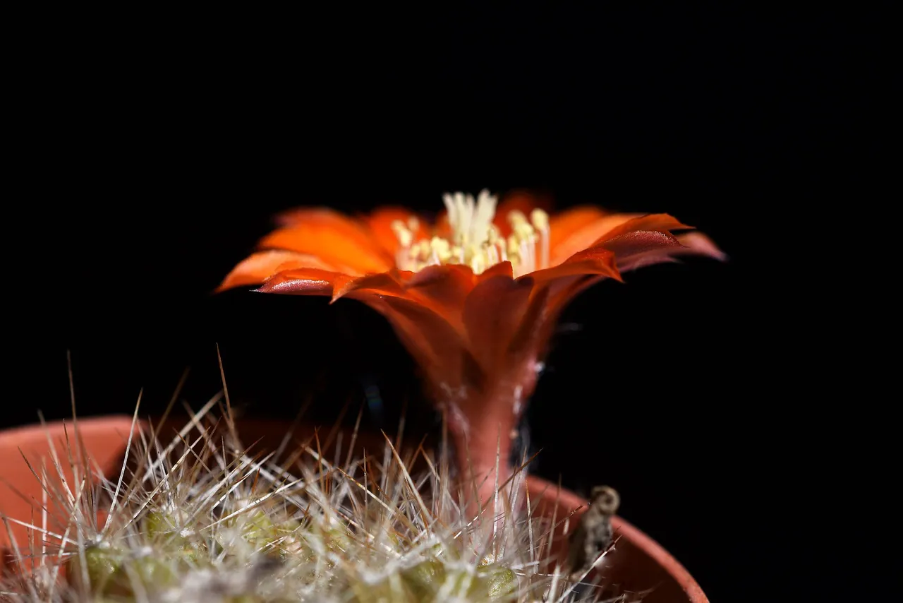 Aylostera Flavistyla FR756 2023 7.jpg