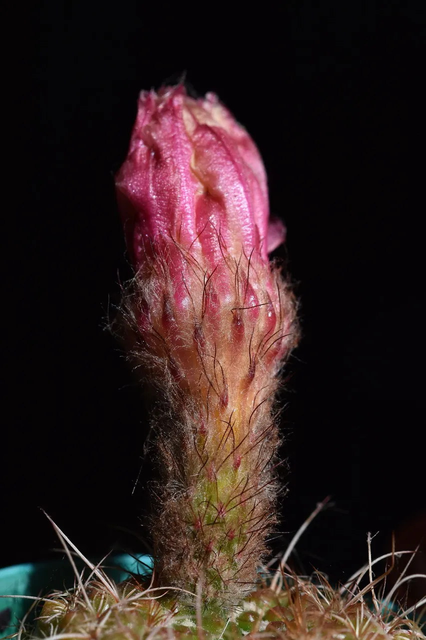 Notocactus Rubrigemmatus 2022 8.jpg