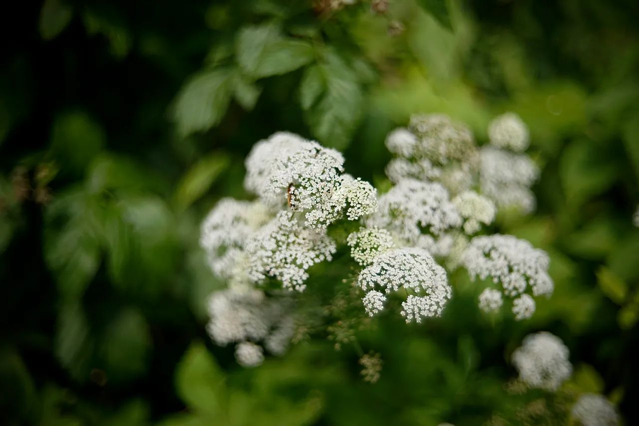 bee crab spider garden 4.jpg